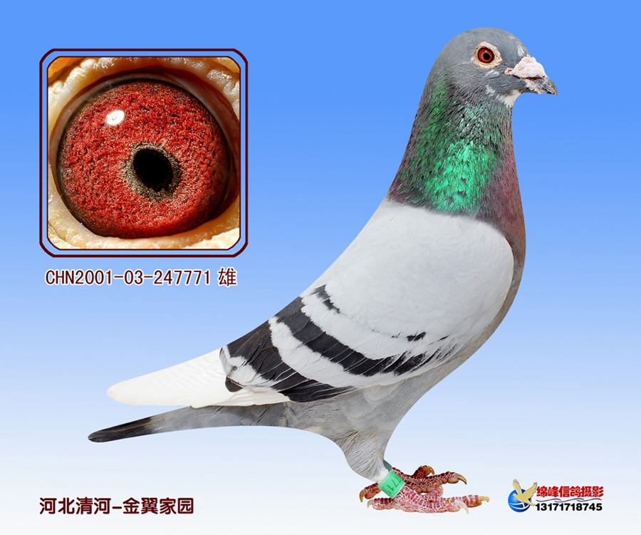 金翼家园 - 中信网铭鸽展厅 www.ag188.com