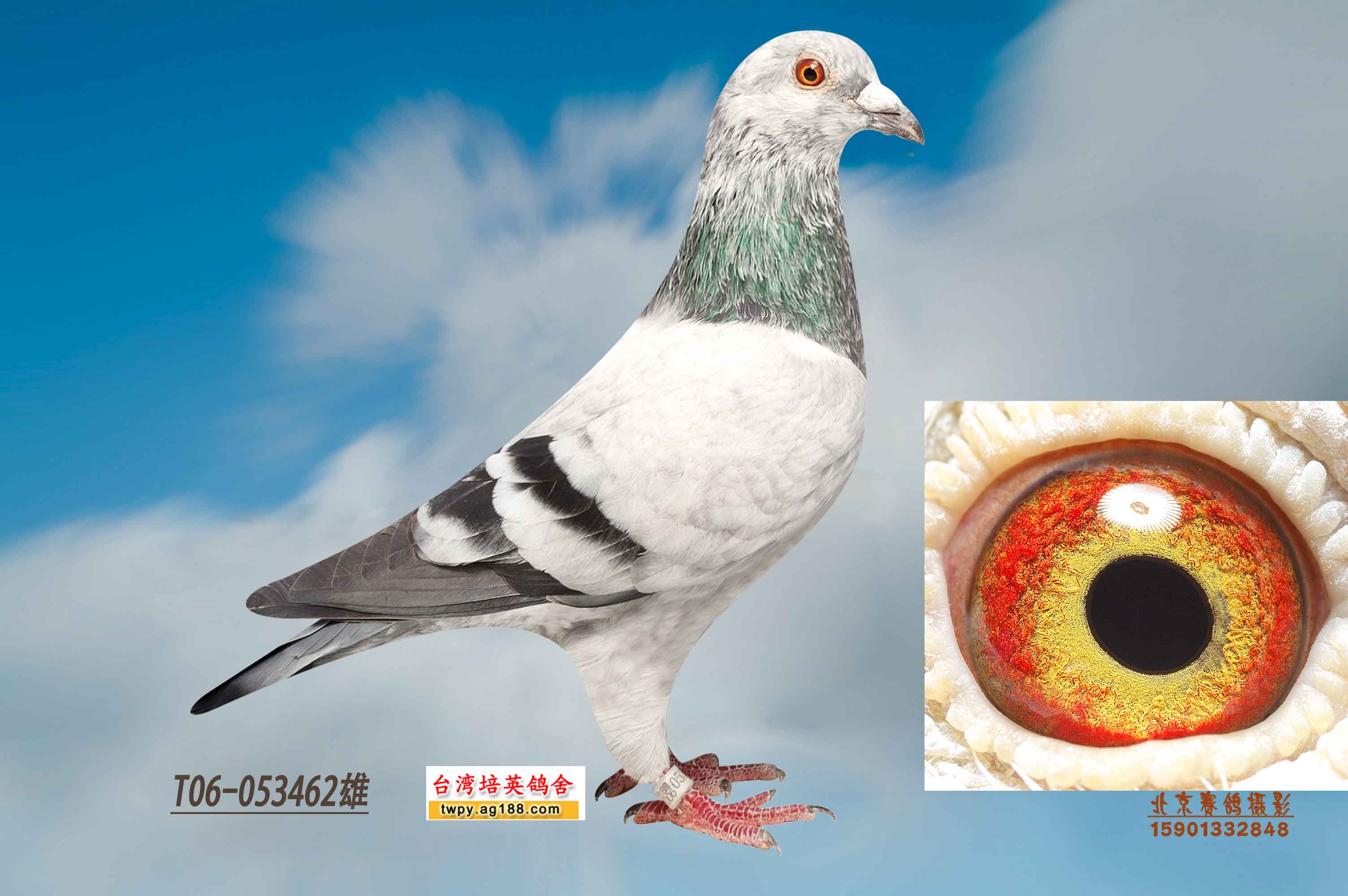 培英园李巴克系 保证金级 拍卖