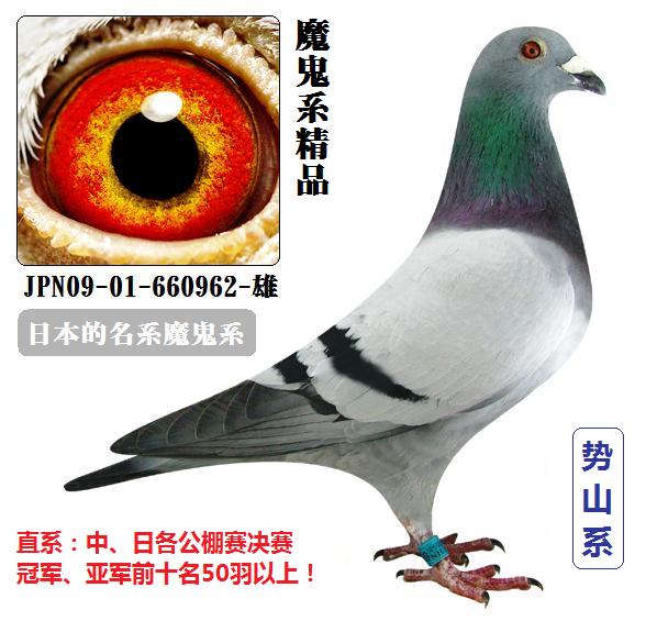 鸽用具                  4】日本花尻充由魔鬼系