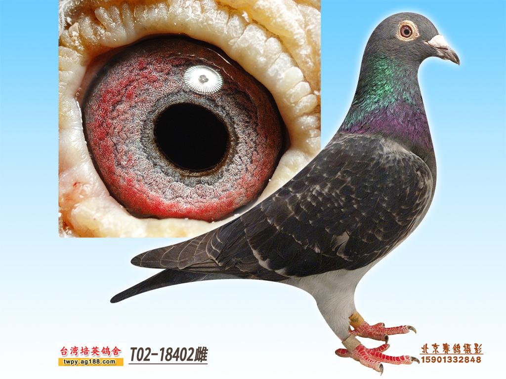 >> 查看拍卖商品