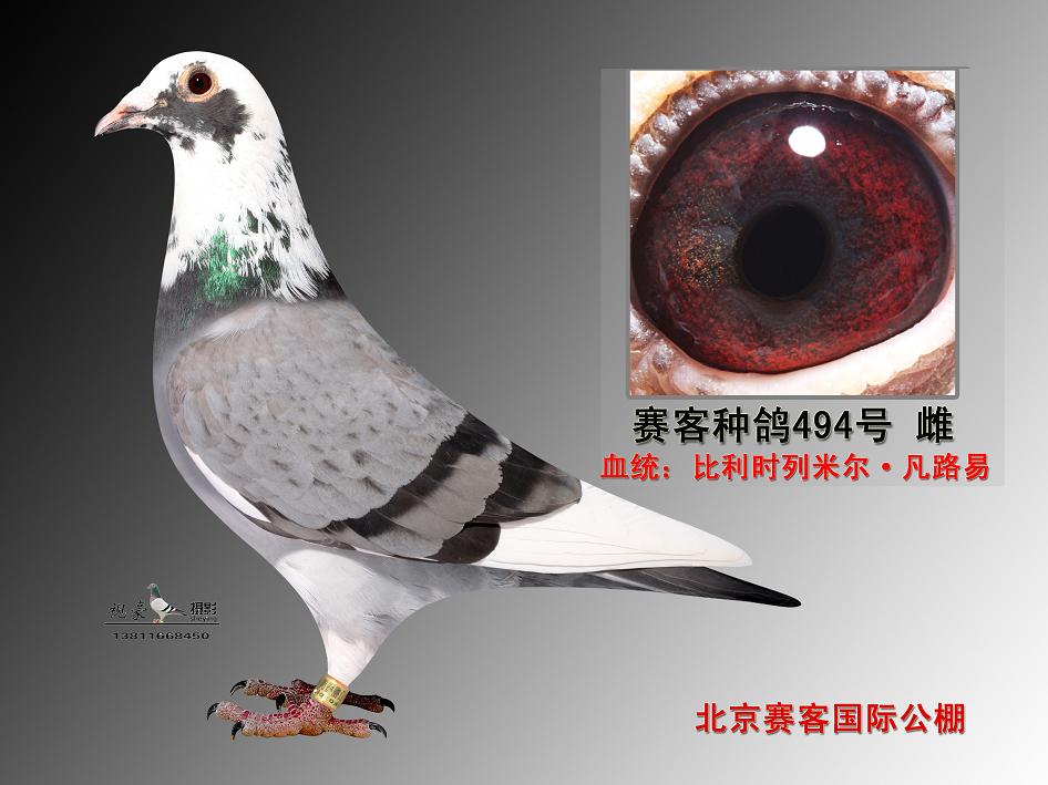北京赛客种鸽494号                  保证金级拍卖           qq