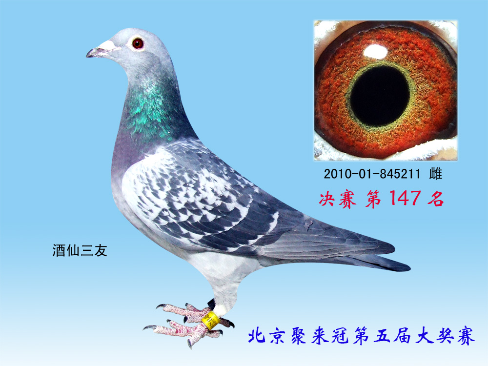 聚来冠公棚决赛第147名 保证金级 拍卖