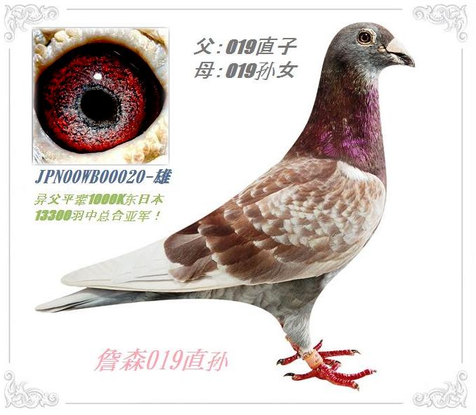 信鸽在线拍卖平台 - 中国信鸽信息网