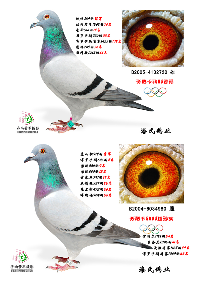 信鸽在线拍卖平台 - 中国信鸽信息网