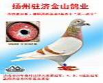 中国金山鸽业 - 中信网铭鸽展厅 www.ag188.com