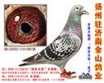 中国金山鸽业 - 中信网铭鸽展厅 www.ag188.com