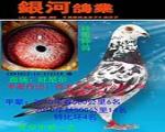 特留种鸽--吐尼尔