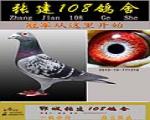 张建108鸽舍 - 中信网铭鸽展厅 www.ag188.com