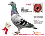 ������������ֱ�ӡ������ǡ�С�Ͽˡ����׽�