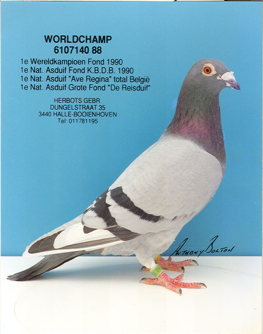 "国家一号"直孙女 贺伯特原舍 保证金级 拍卖