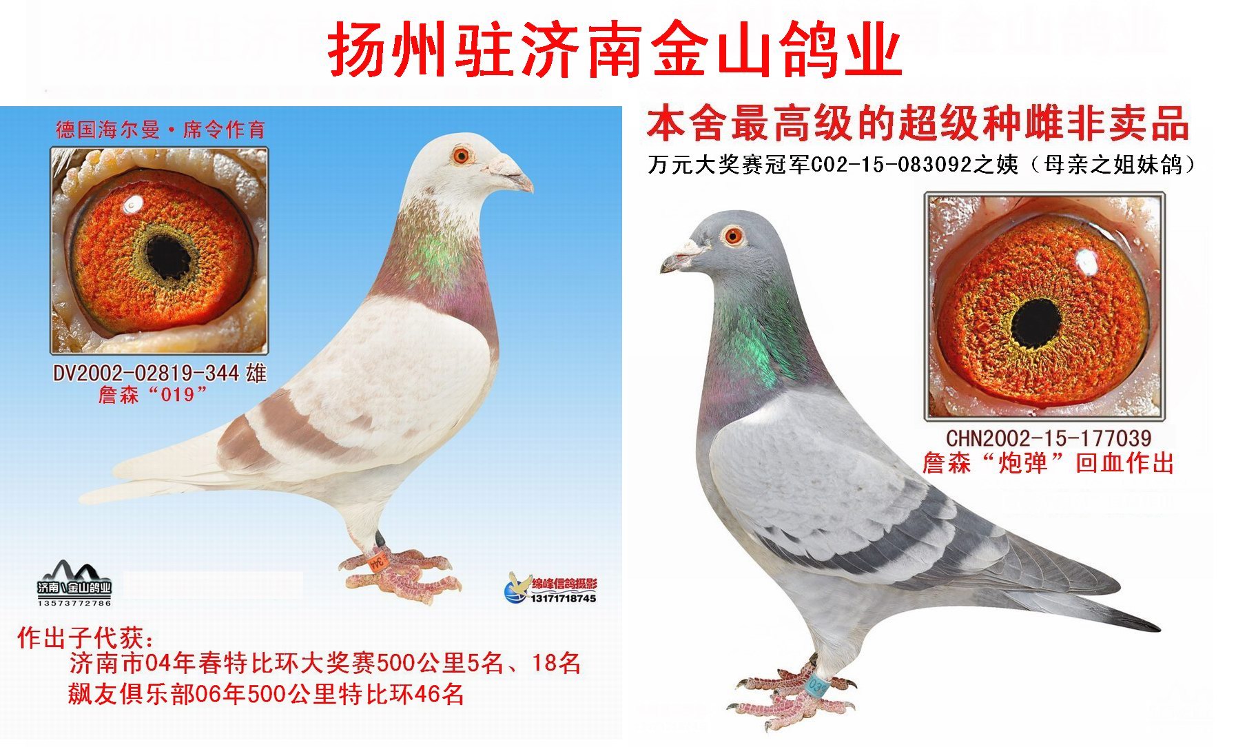 信鸽在线拍卖平台 - 中国信鸽信息网