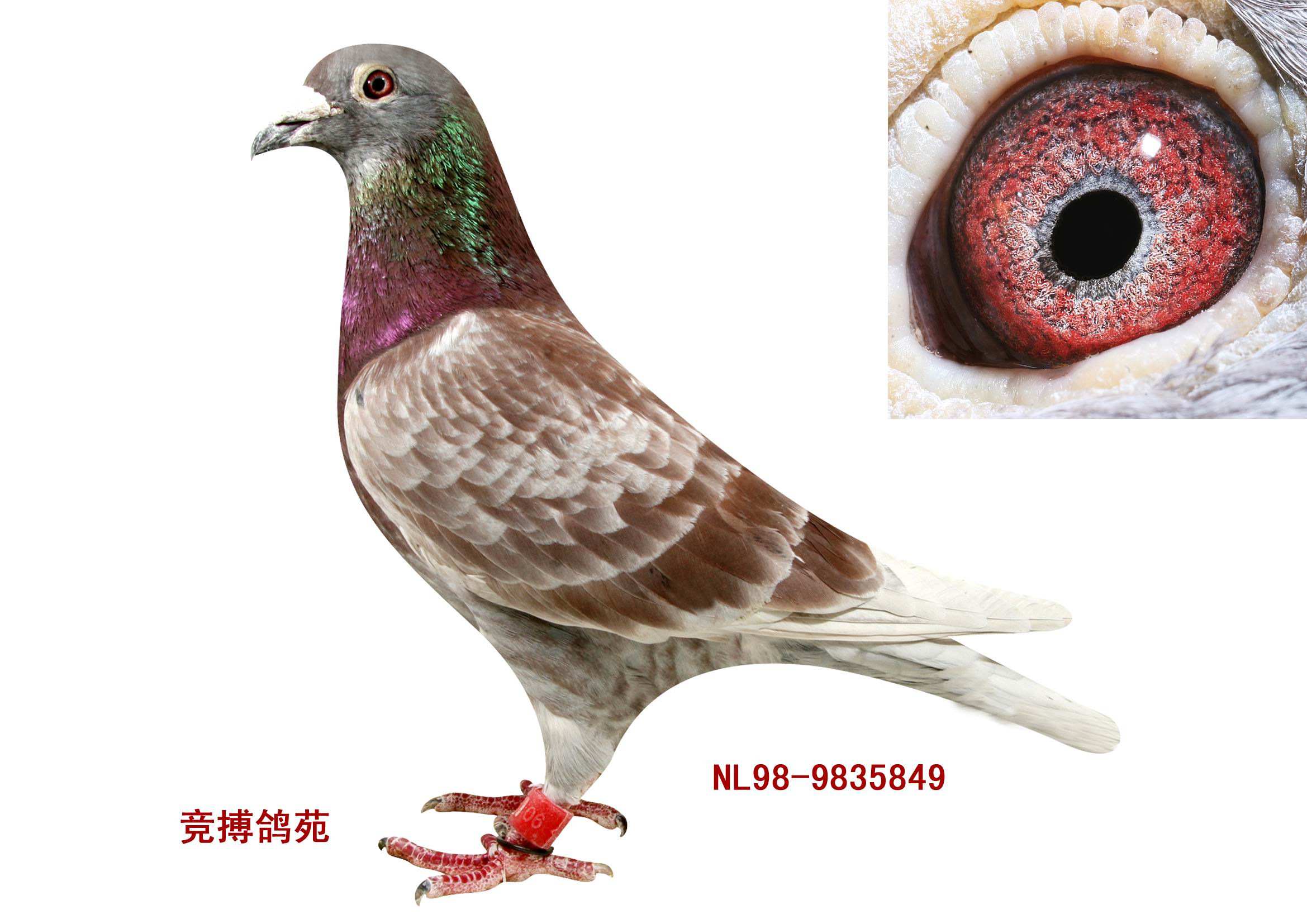 红绛溪翁种鸽赛鸽图片图片