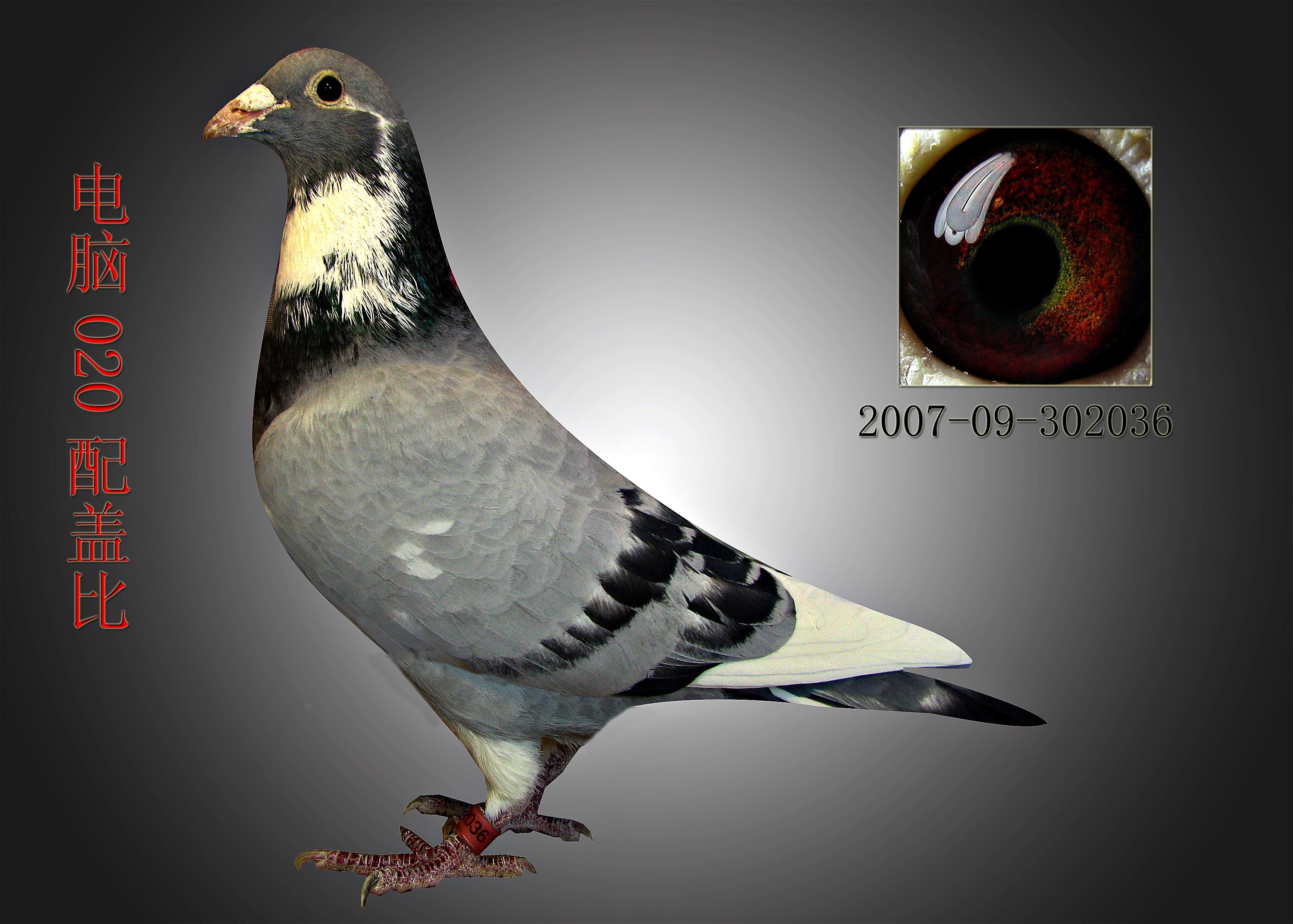 信鸽在线拍卖平台 - 中国信鸽信息网