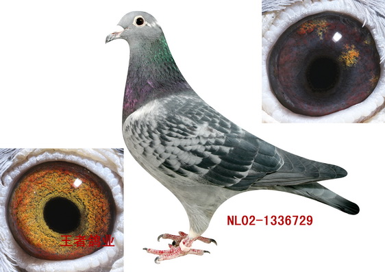 信鸽在线拍卖平台 - 中国信鸽信息网