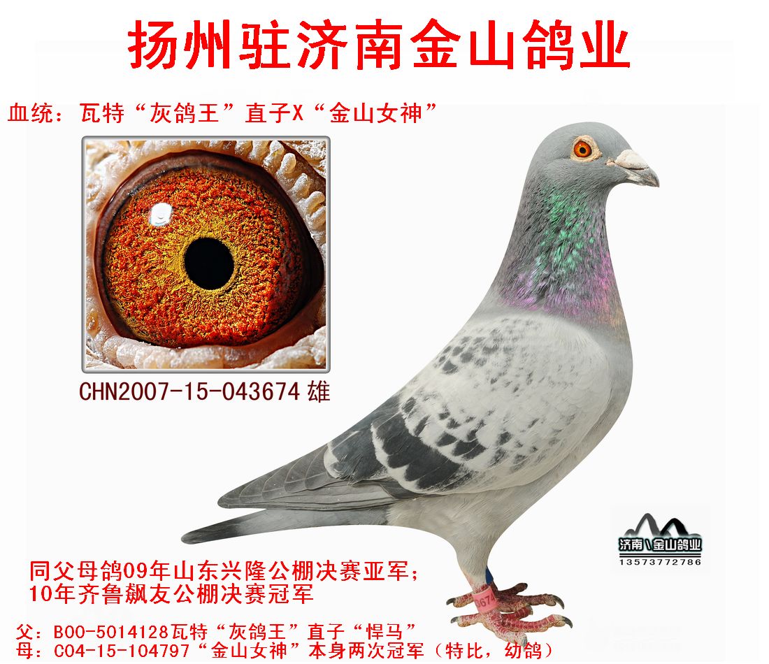 瓦特"灰鸽王"x"金山女神" 保证金级 拍卖