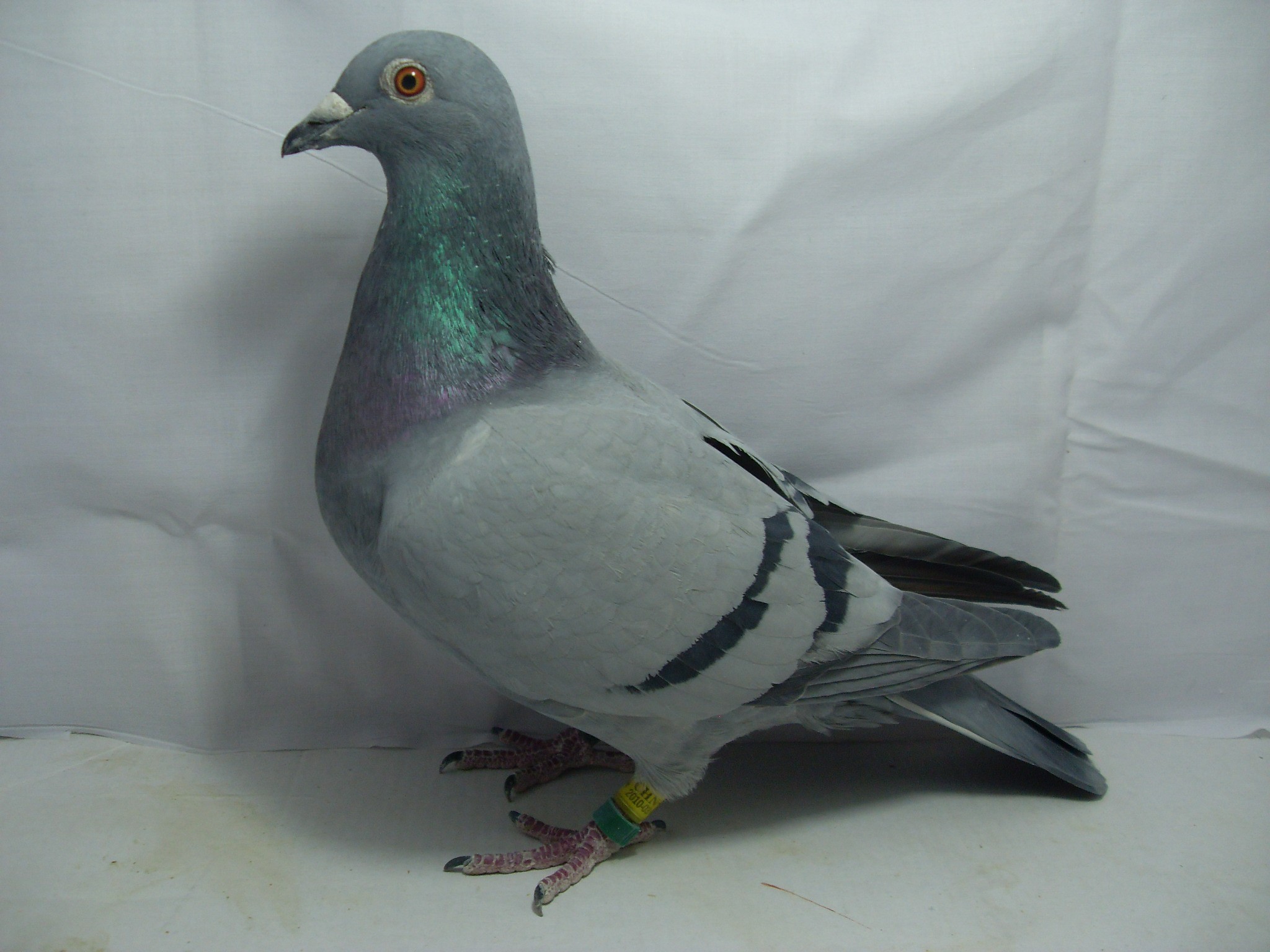 信鸽在线拍卖平台 - 中国信鸽信息网