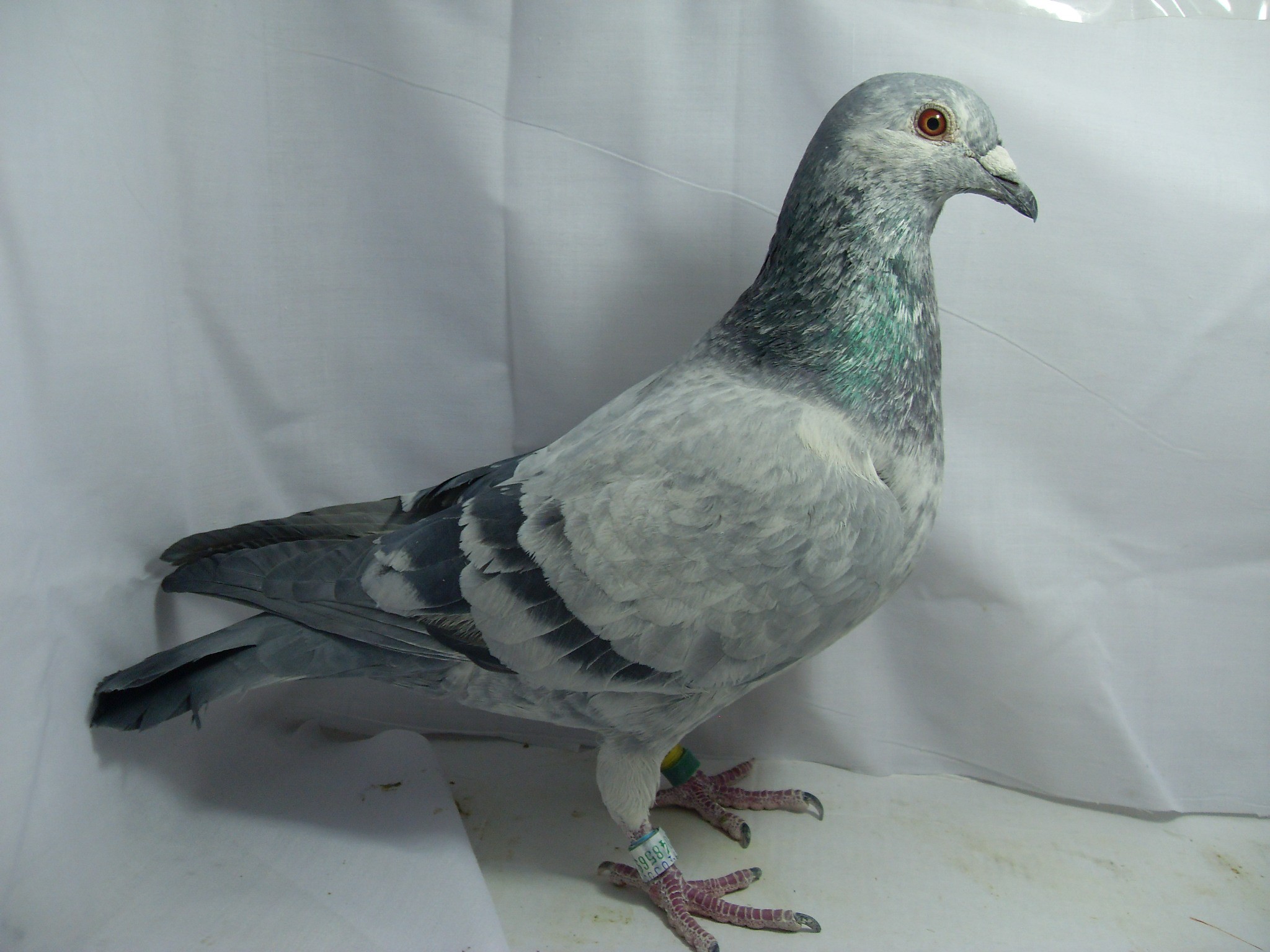 >> 查看拍卖商品