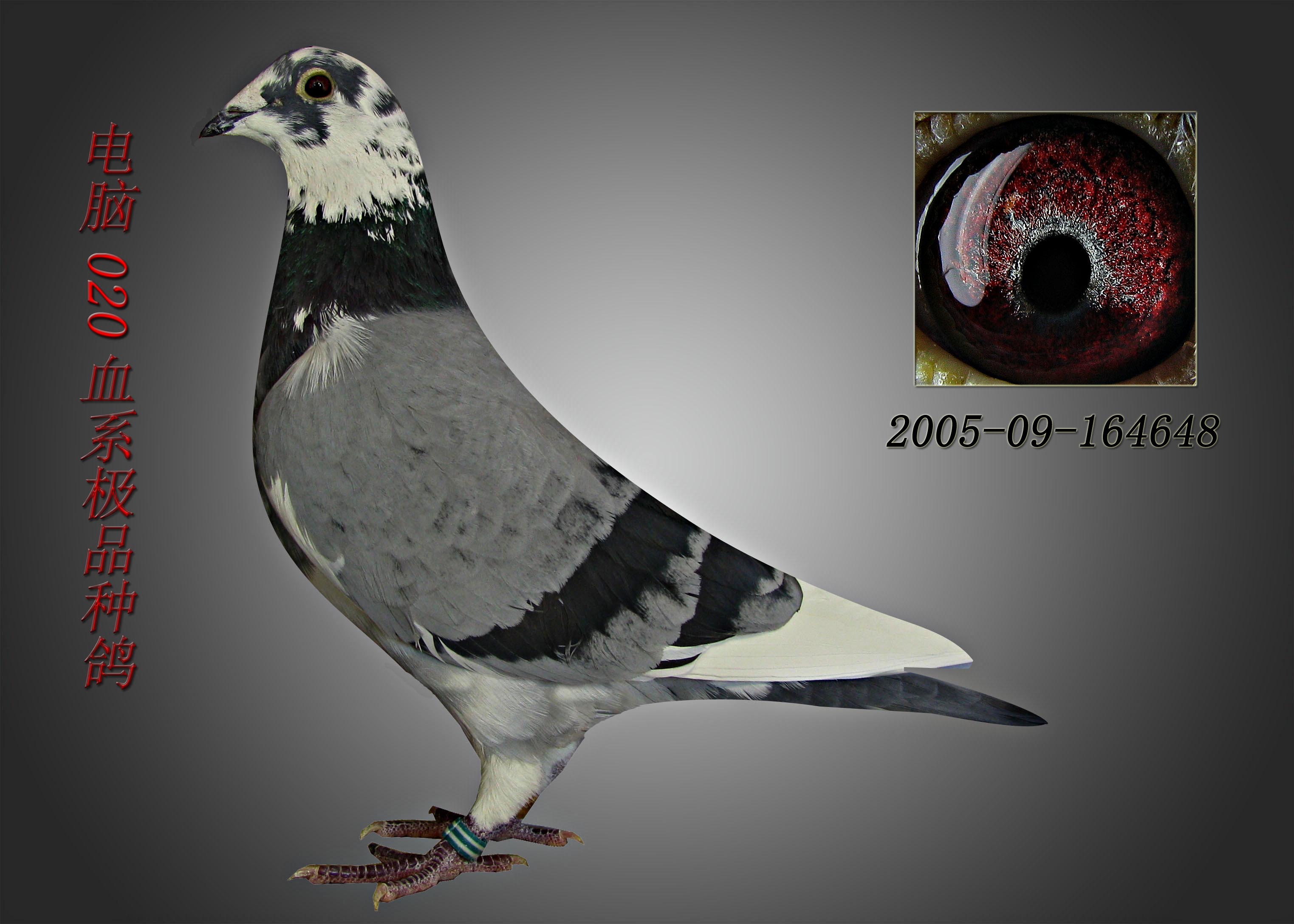 >> 查看拍卖商品