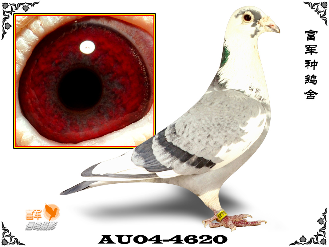 信鸽在线拍卖平台 - 中国信鸽信息网