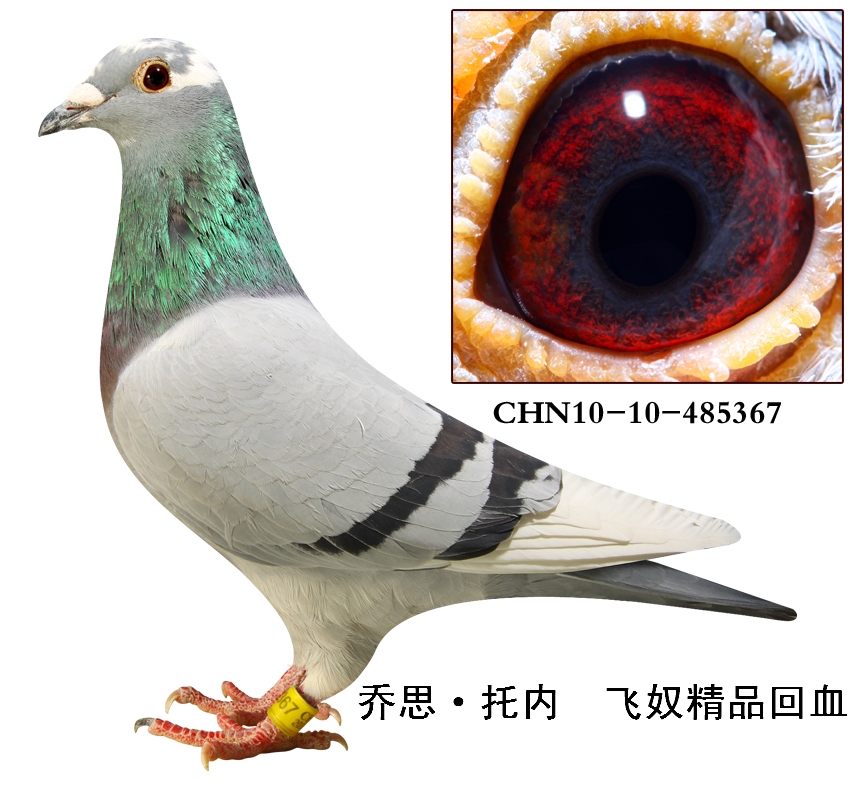 信鸽在线拍卖平台 - 中国信鸽信息网
