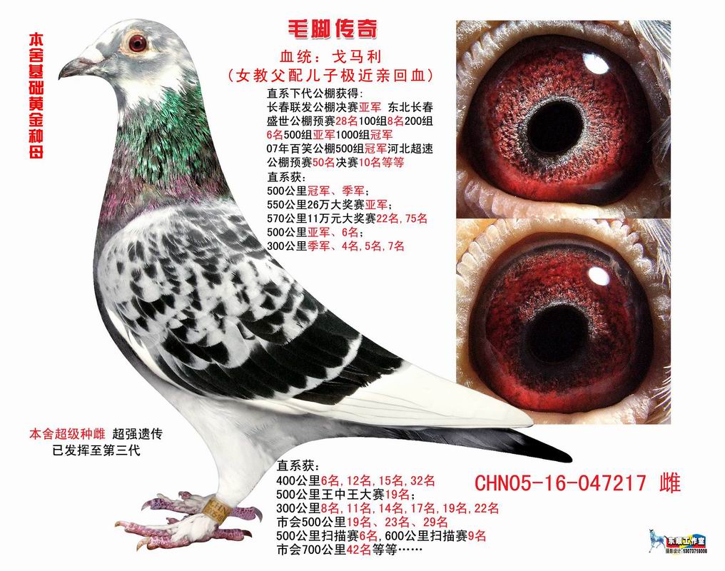 信鸽在线拍卖平台 - 中国信鸽信息网