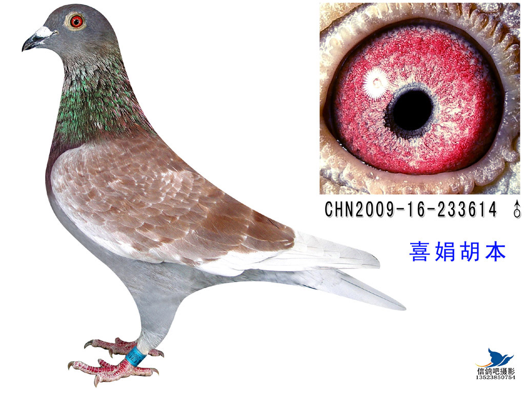 >> 查看拍卖商品