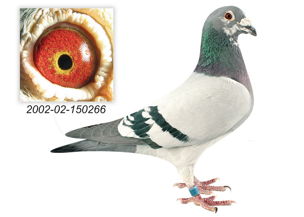 商家名称: 天体鸽业                 (查看信用度) 商家所在地: 天津