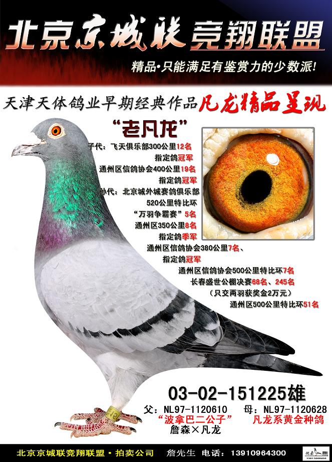 超级种雄"老凡龙"·拍卖一天 保证金级 拍卖