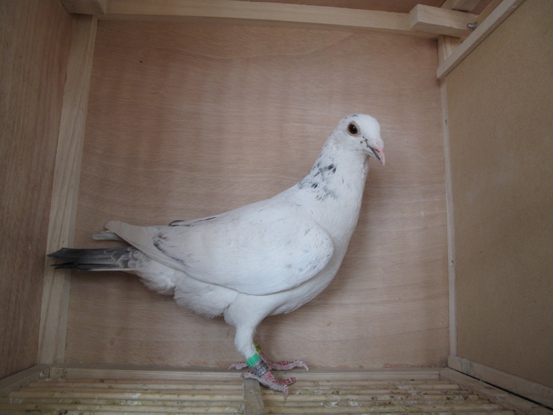 信鸽在线拍卖平台 - 中国信鸽信息网