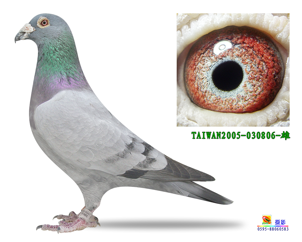 金币大少爷 保证金级 拍卖