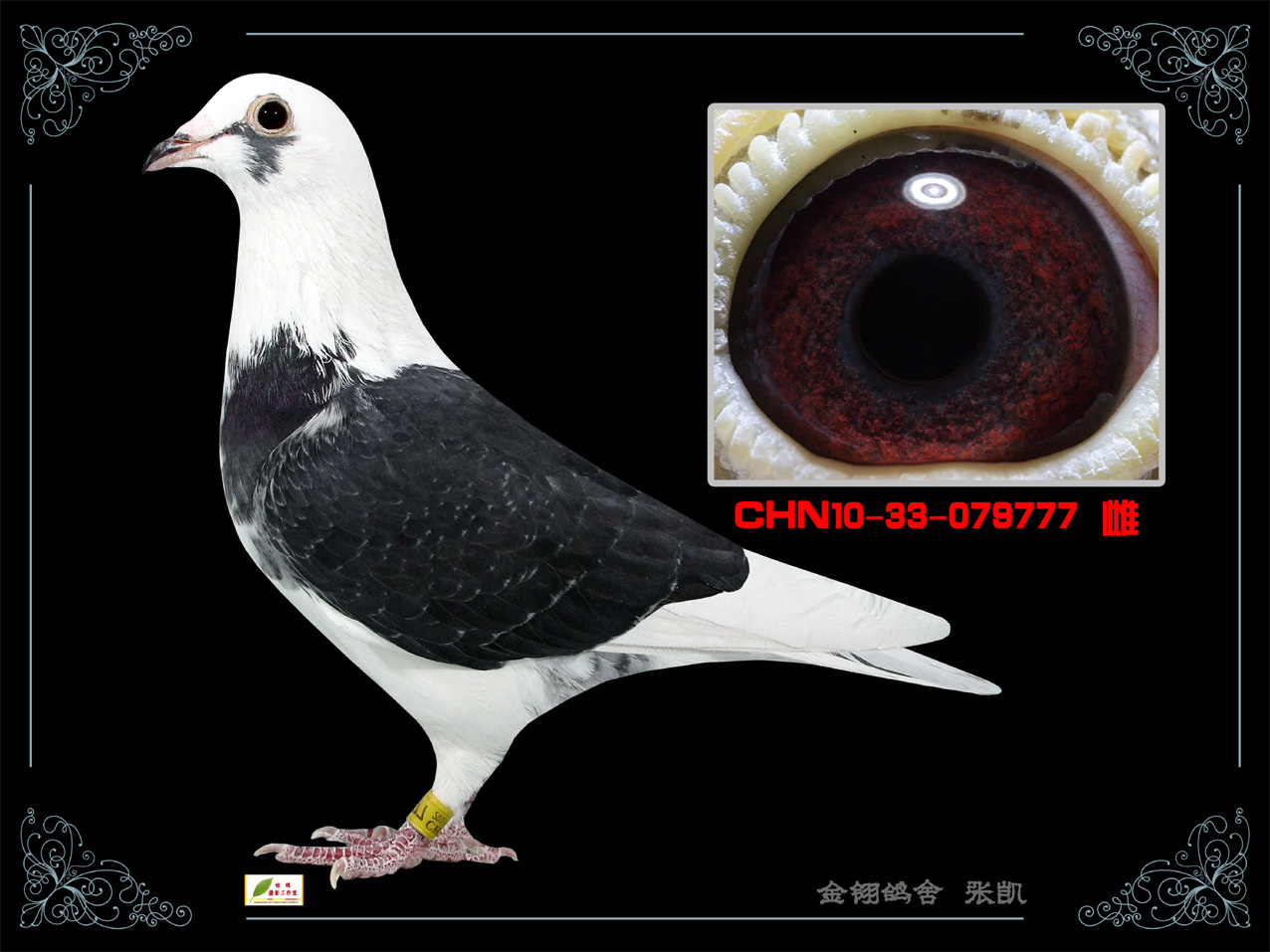 信鸽在线拍卖平台 - 中国信鸽信息网