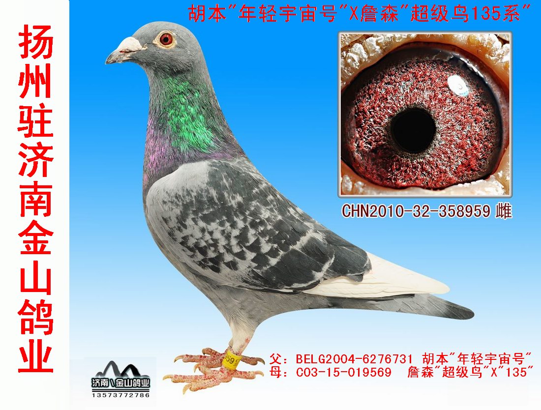 胡本"年轻宇宙"x詹森超级鸟"135" 保证金级 拍卖