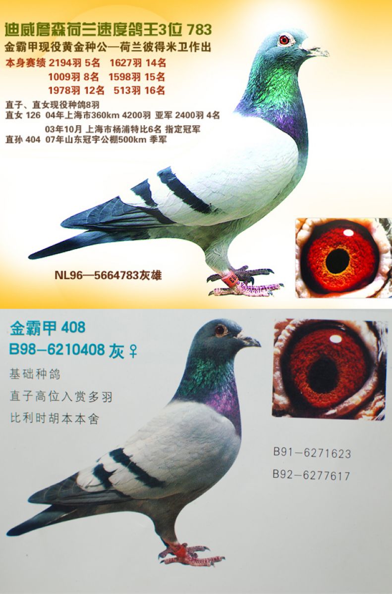 首 页  铭 鸽  新鸽上架  推荐铭鸽  定价鸽  信鸽拍卖 黄金配对