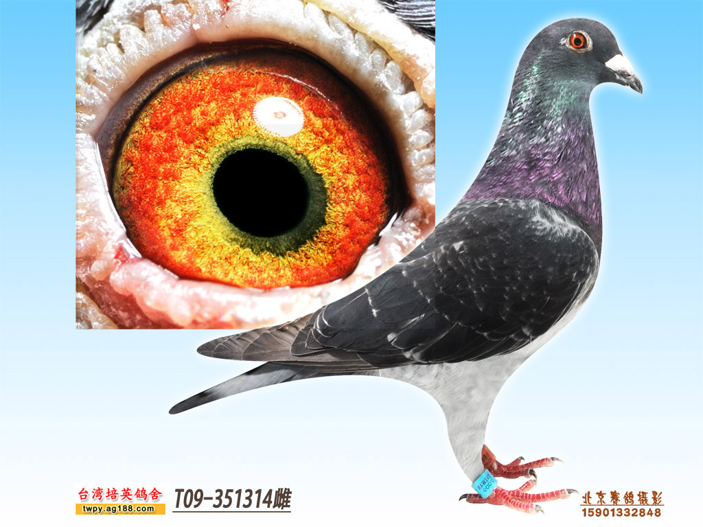 信鸽在线拍卖平台 - 中国信鸽信息网