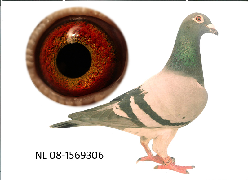 >> 查看拍卖商品