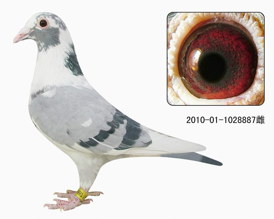 >> 查看拍卖商品