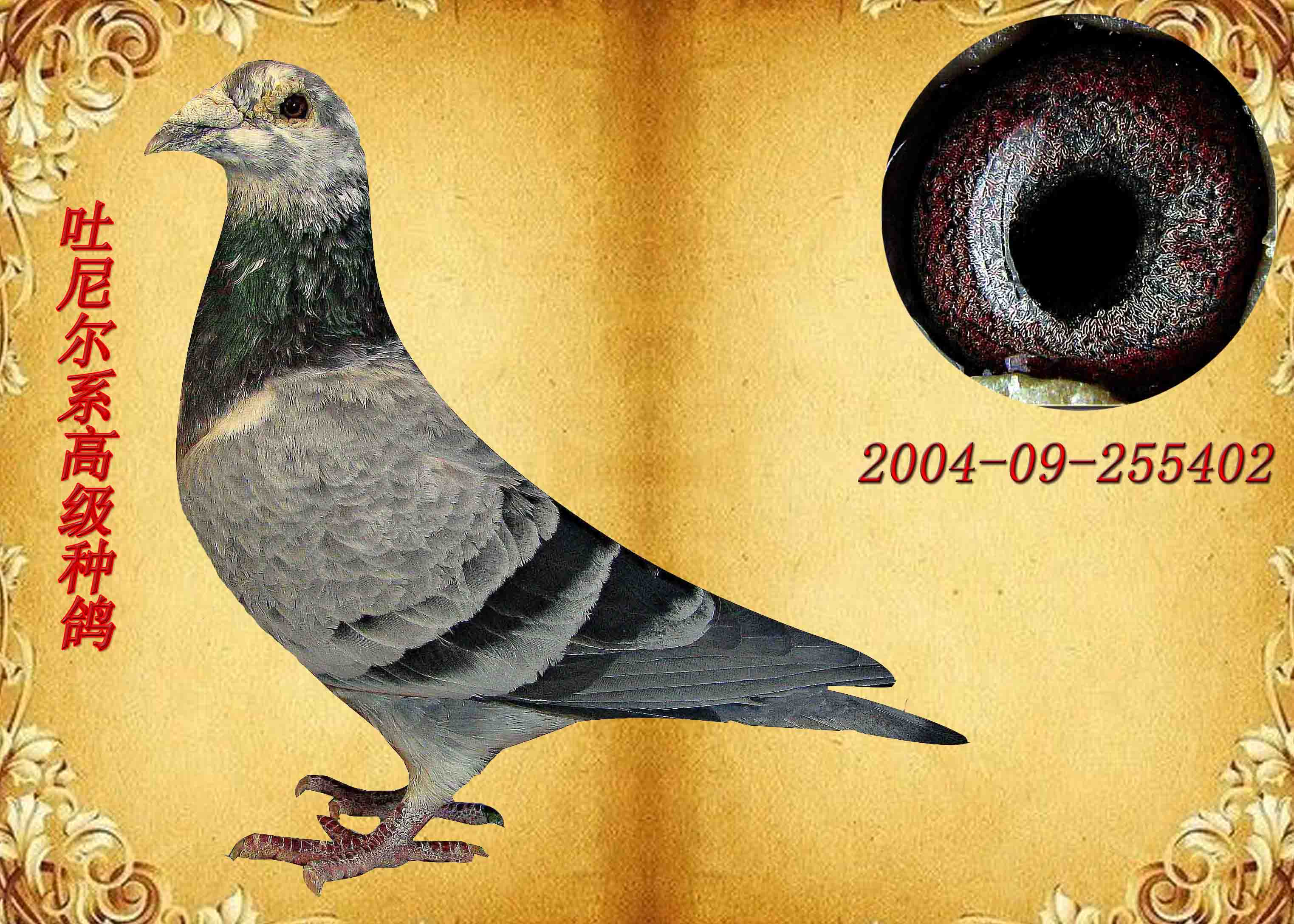 信鸽在线拍卖平台 - 中国信鸽信息网