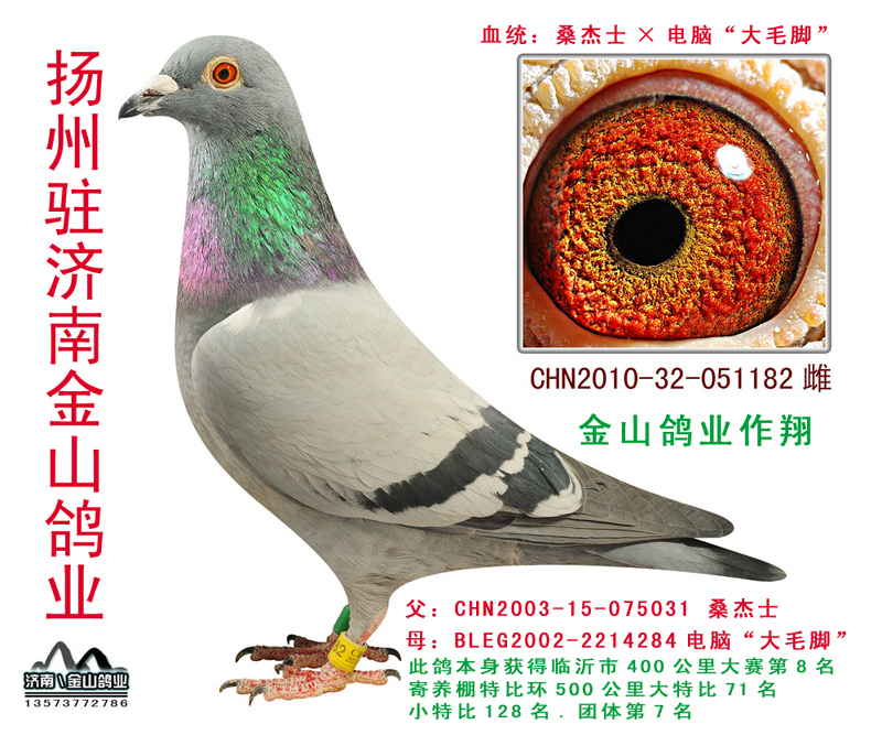 中国金山鸽业在线拍鸽