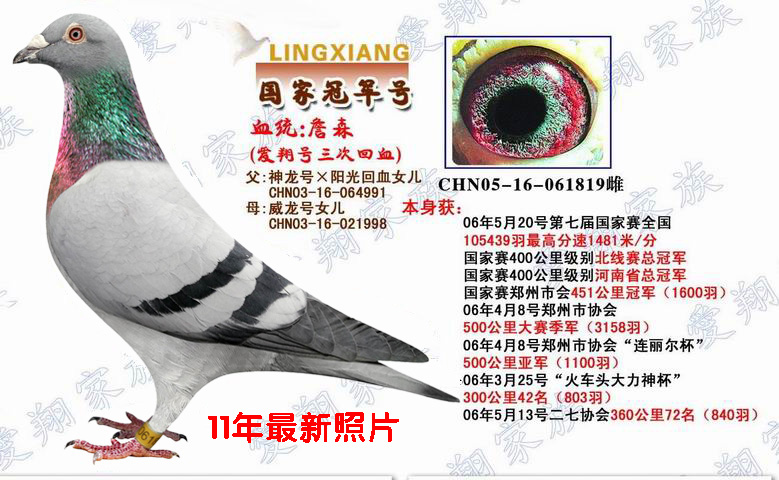 信鸽在线拍卖平台 - 中国信鸽信息网