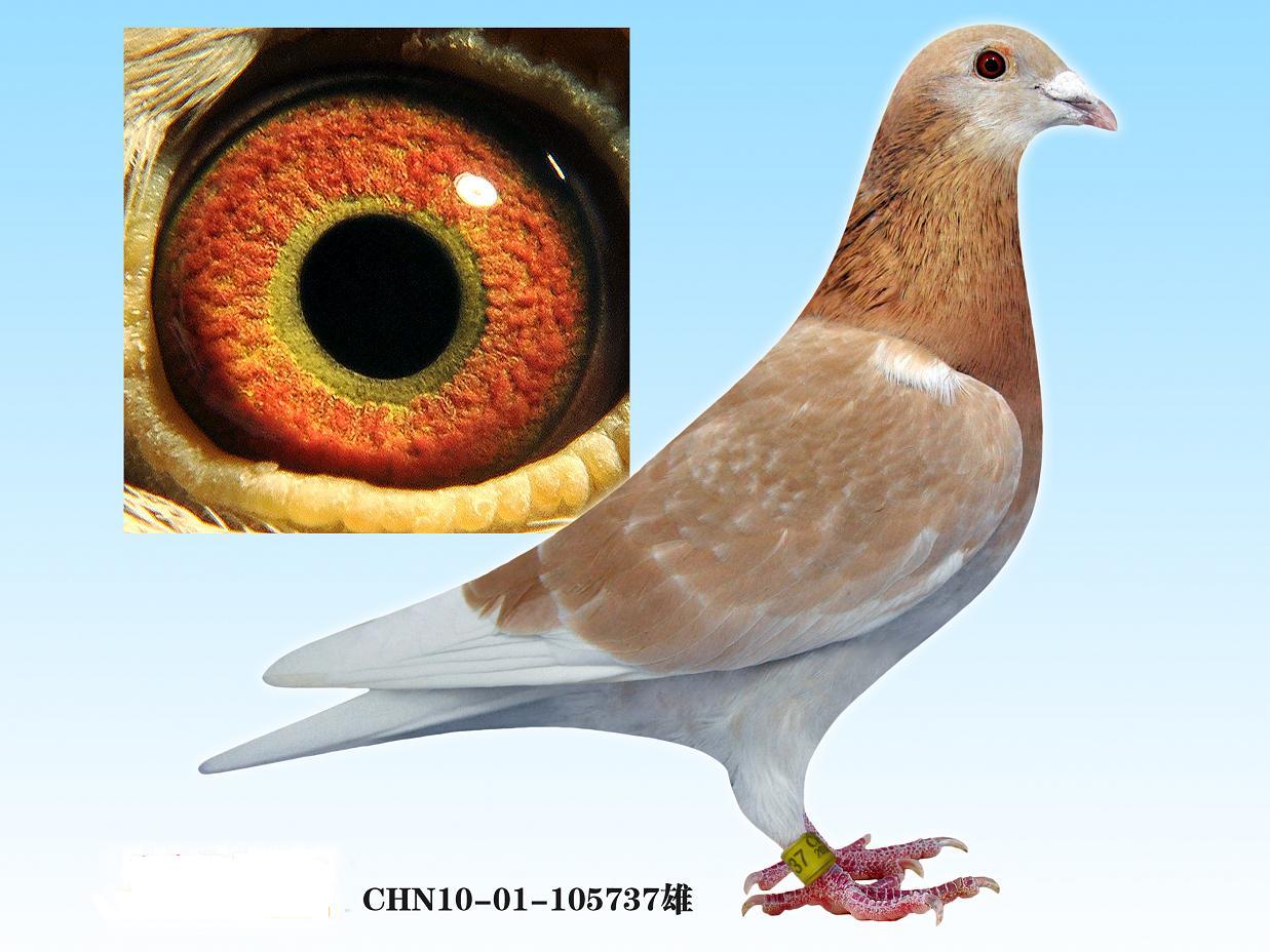 台湾培英鸽舍 - 中信网铭鸽展厅 www.ag188.com