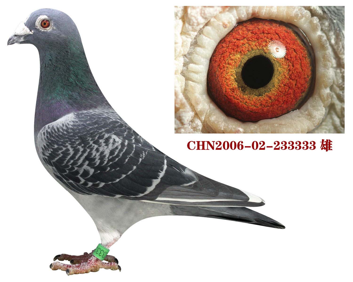 修斯肯-冯来尔 保证金级 拍卖