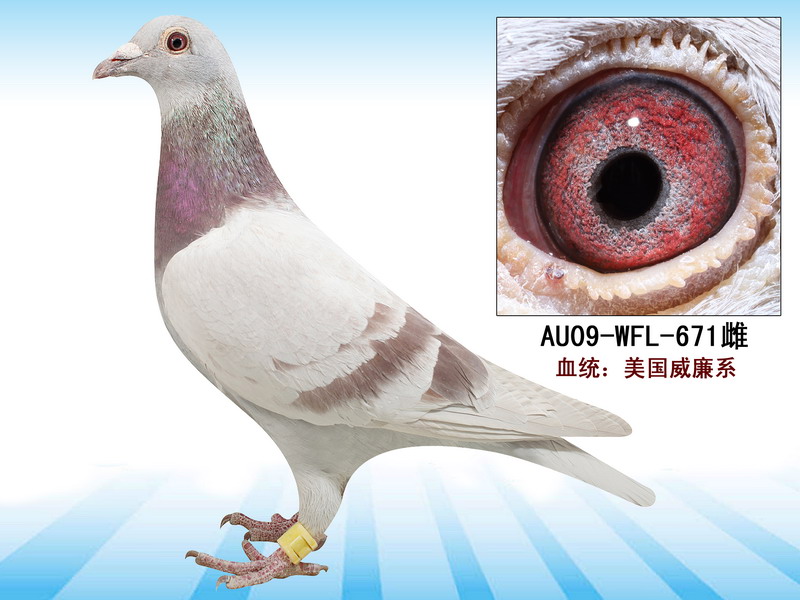 >> 查看拍卖商品