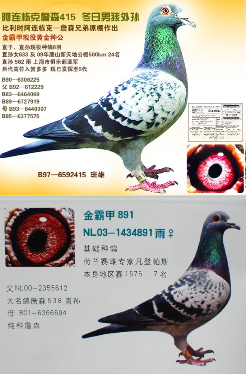 信鸽在线拍卖平台 - 中国信鸽信息网