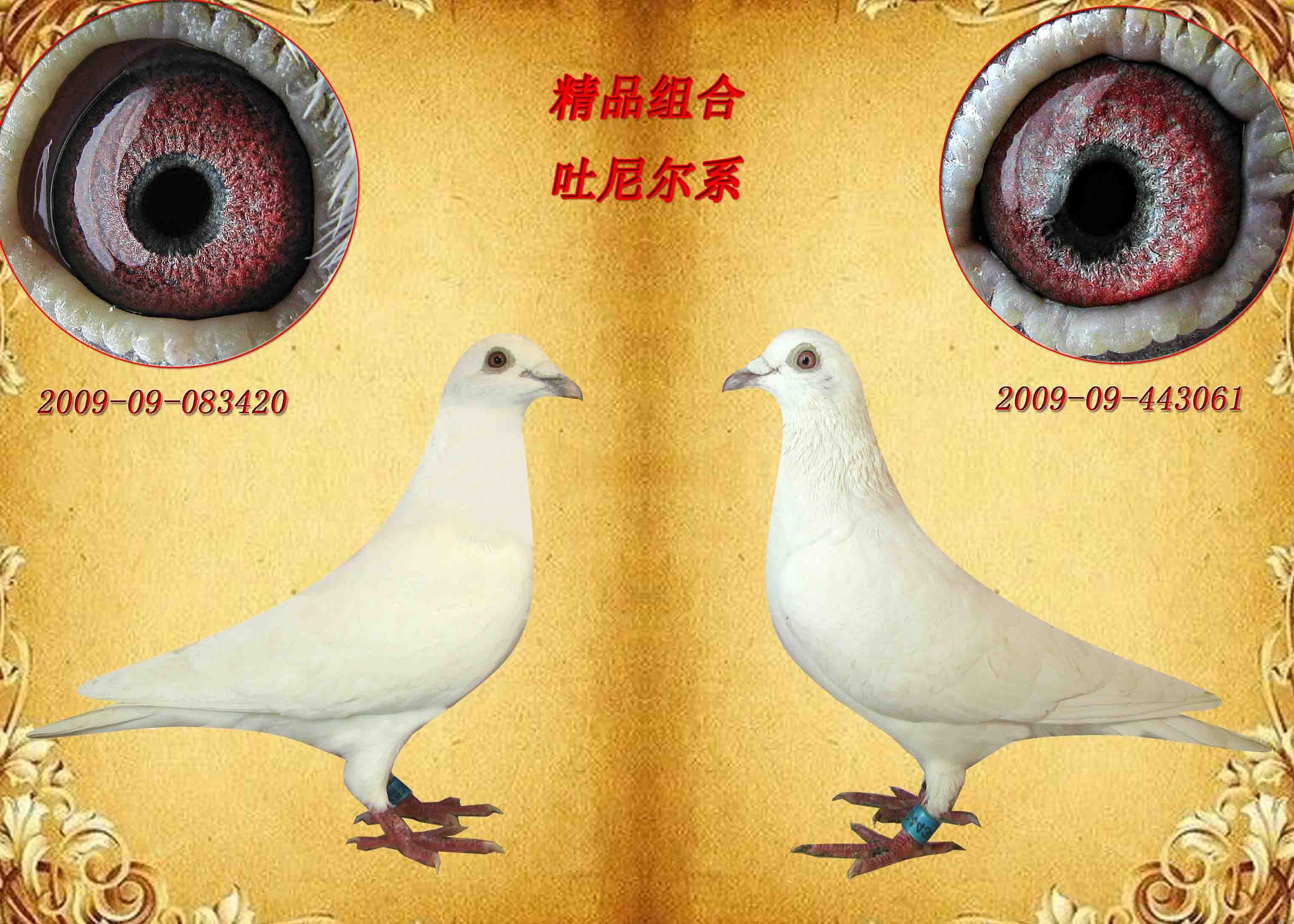 上海东星种鸽拍卖会吐尼尔组合 保证金级 拍卖