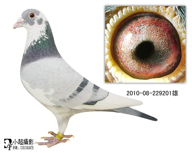 >> 查看拍卖商品