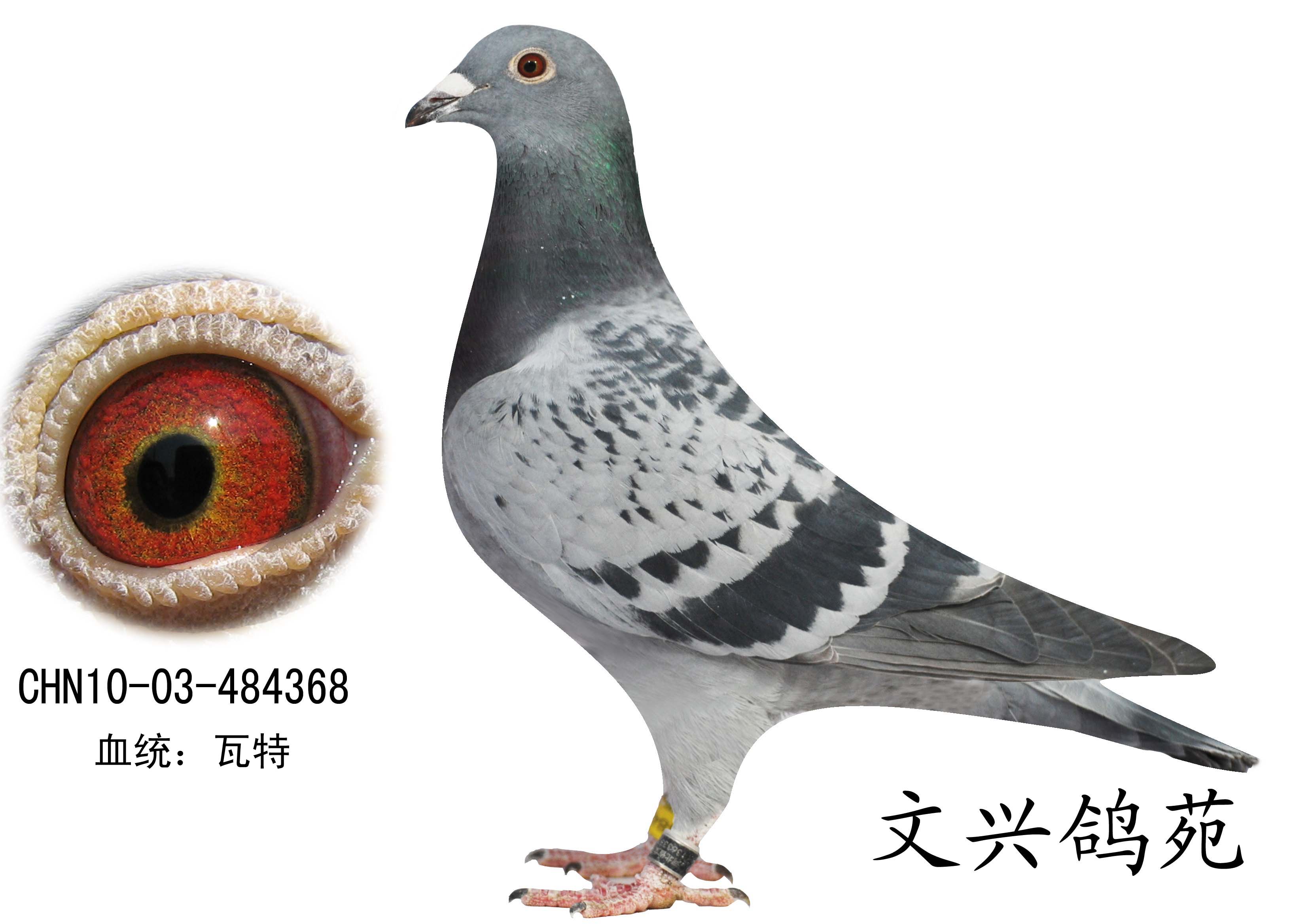 瓦特368 保证金级 拍卖