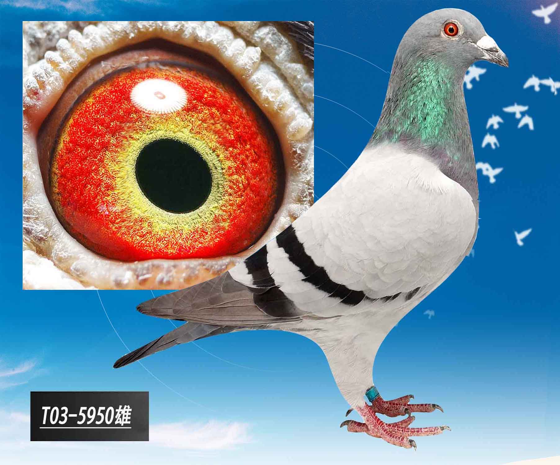 信鸽在线拍卖平台 - 中国信鸽信息网