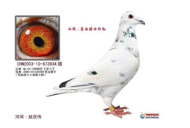 信鸽在线拍卖平台 - 中国信鸽信息网