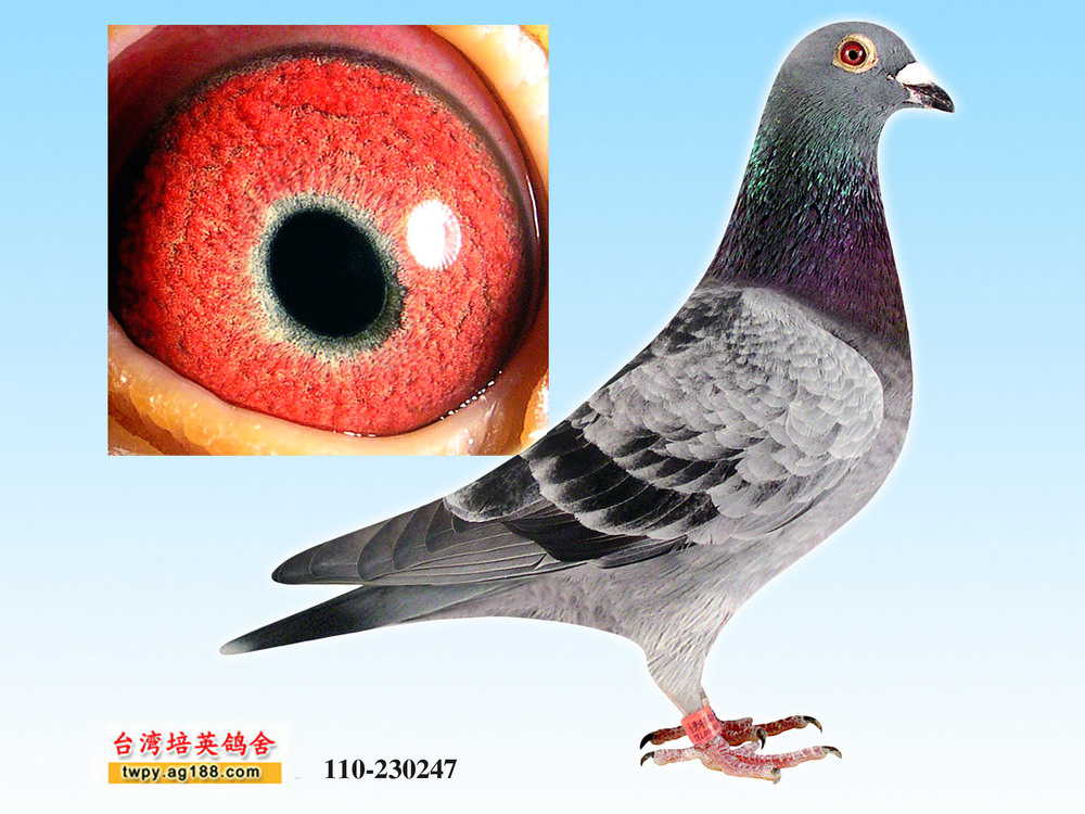 >> 查看拍卖商品