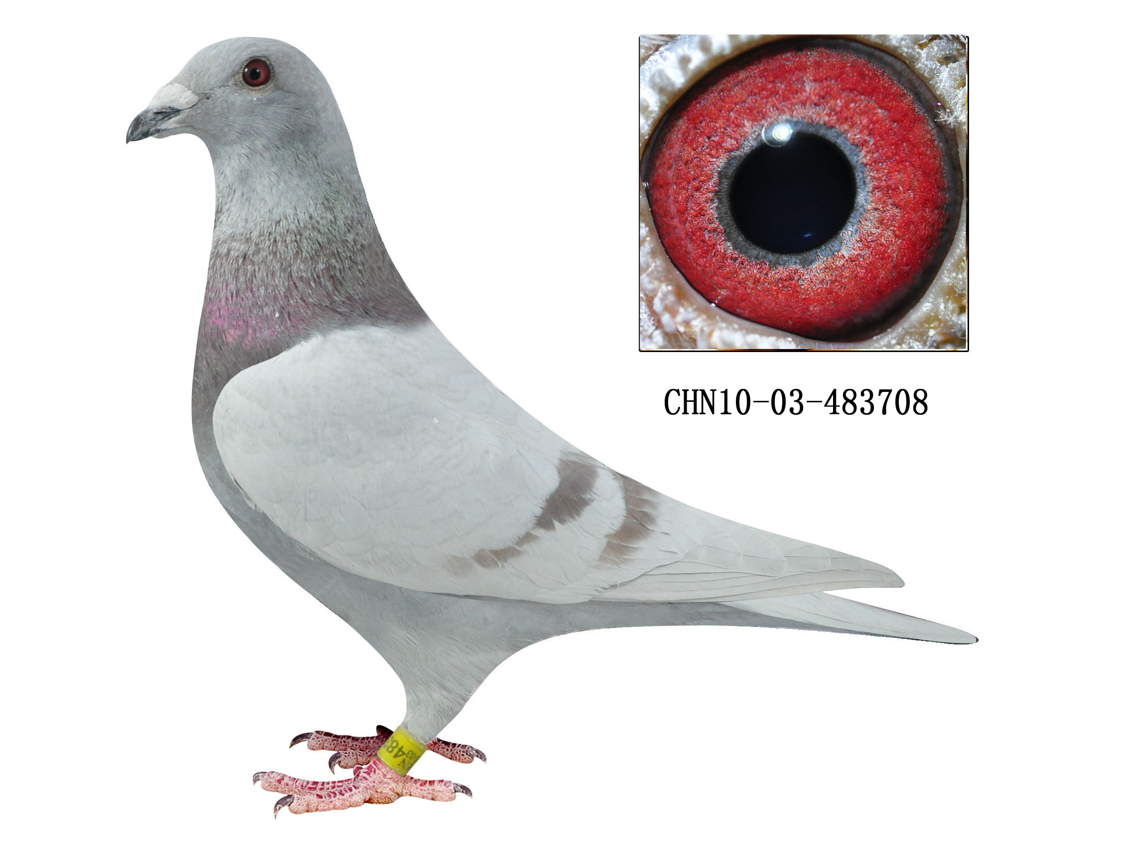 信鸽在线拍卖平台 - 中国信鸽信息网